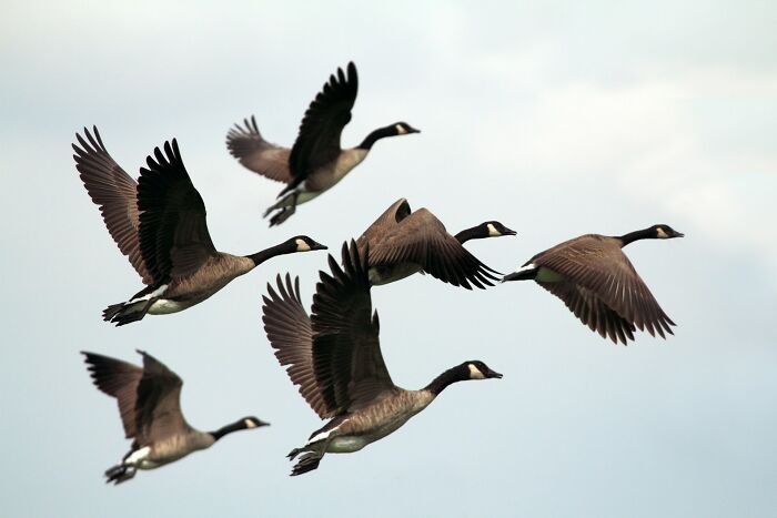 Group of geese flying together in the sky, illustrating moments when real life was more interesting and bizarre than fiction.