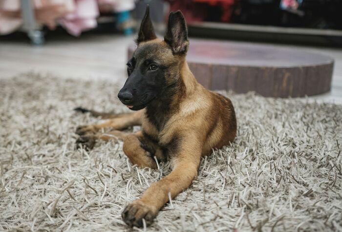 Belgian Malinois puppy lying on carpet indoors, illustrating honest tips about what to warn someone before getting this type of pet.