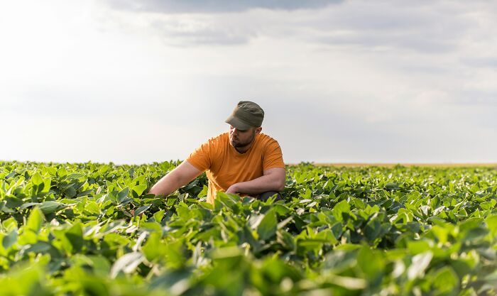 Man in orange shirt inspecting plants in a large agricultural field, illustrating out-of-touch moments in farming contexts.