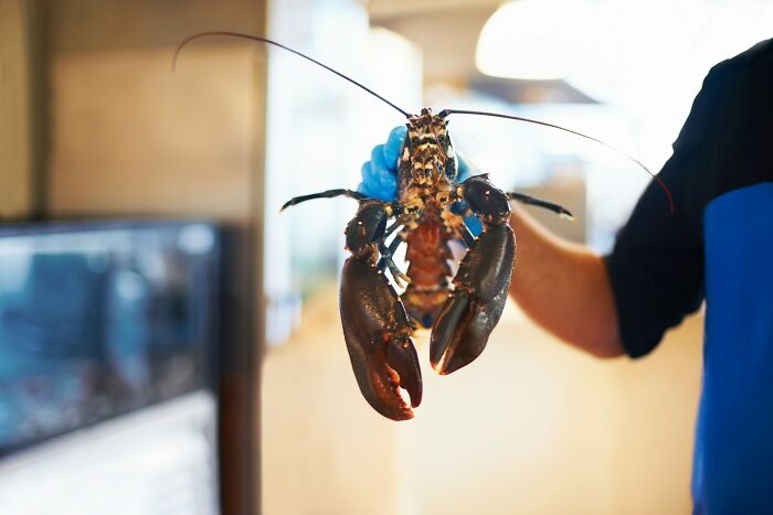 Person wearing blue gloves holding a large lobster, illustrating a fast way someone got fired at work.