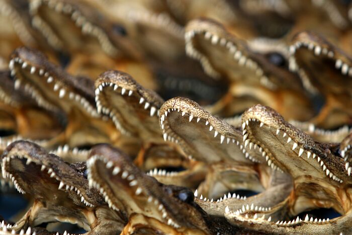 Close-up of multiple open crocodile jaws with sharp teeth, illustrating themes of suspicion and danger in professions.