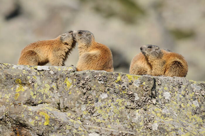 Three marmots on a rocky surface, captured in a stunning wildlife and nature shot by Andrea Zampatti.