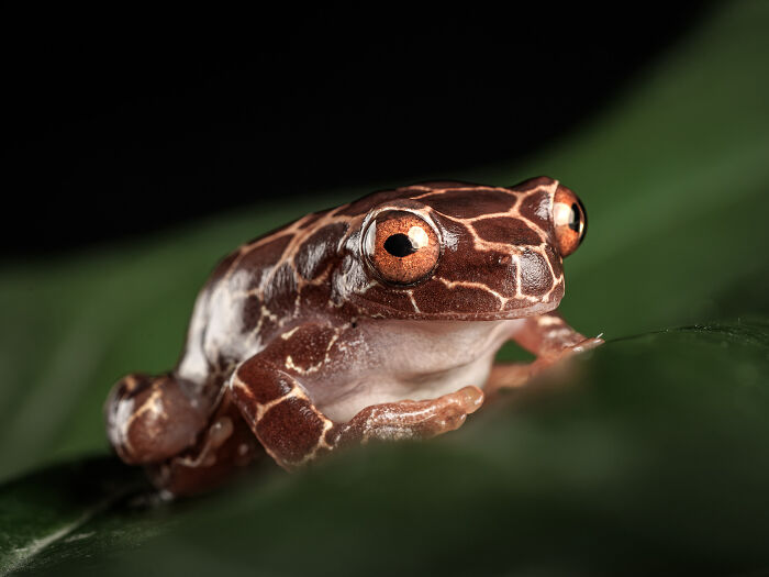 Close-up of a brown patterned frog on a green leaf, perfectly captured in detailed animal photography.