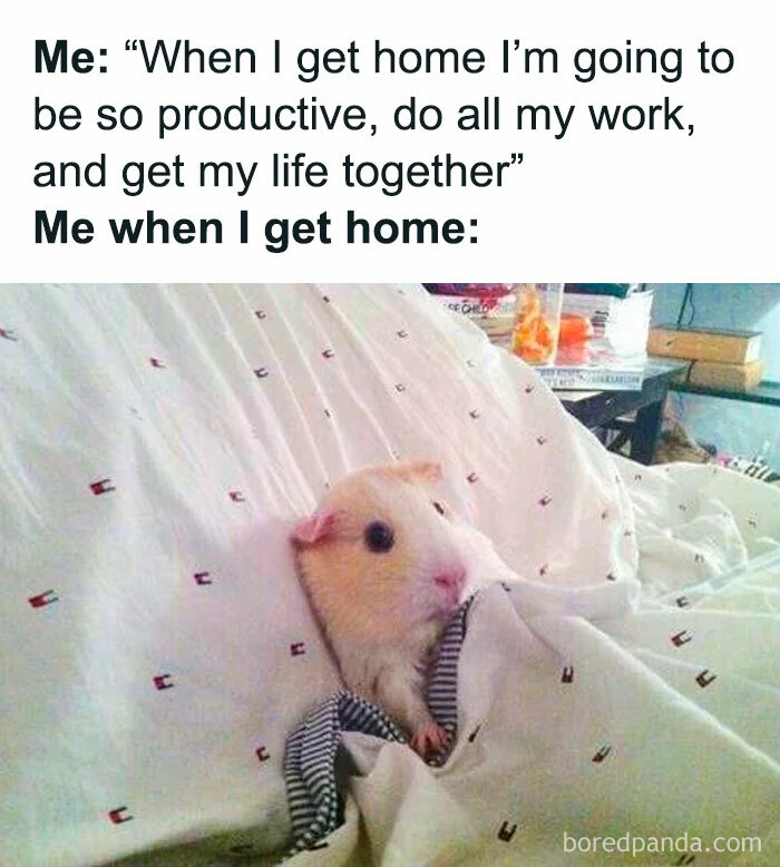 A guinea pig tucked in bed illustrating a funny and relatable moment about navigating the world as just a girl.