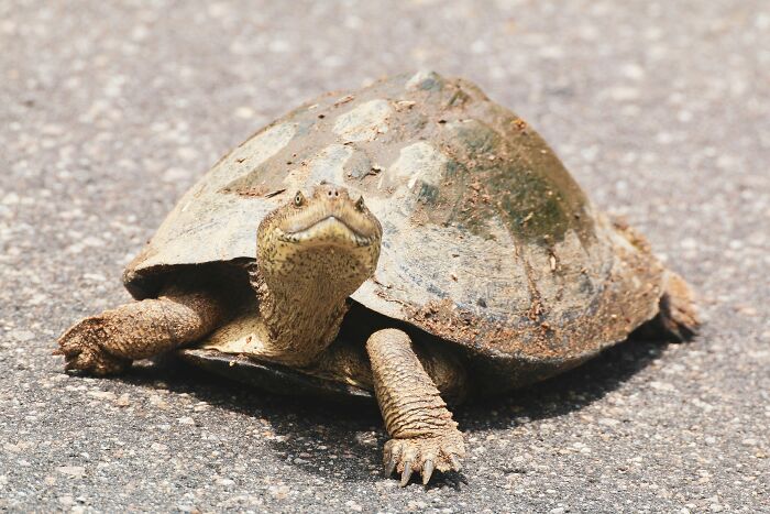 A close-up of a turtle on a paved surface, showcasing the unique features of this type of pet reptile.