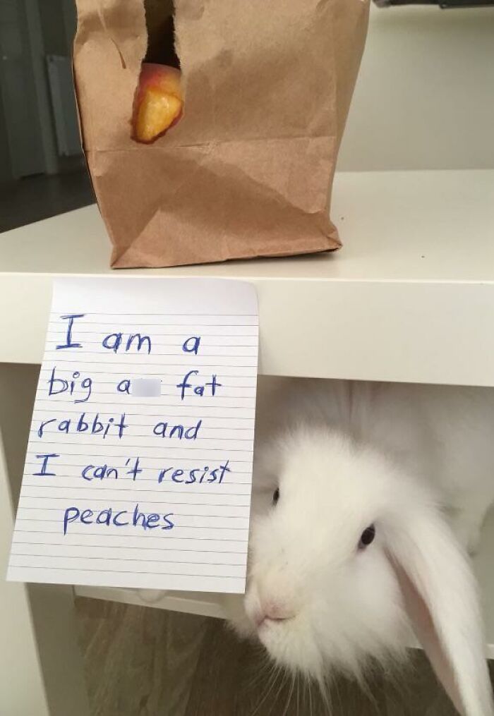 White rabbit peeking from shelf with shame note about peach stealing, showcasing pet owners who shame their pets online.