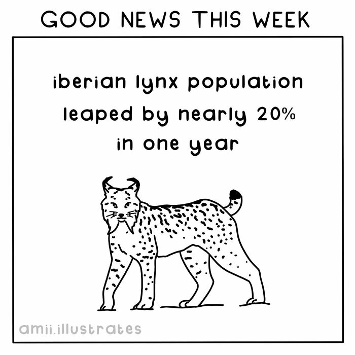 Good news this week showing Iberian lynx population increased nearly 20 percent in one year, positive world update