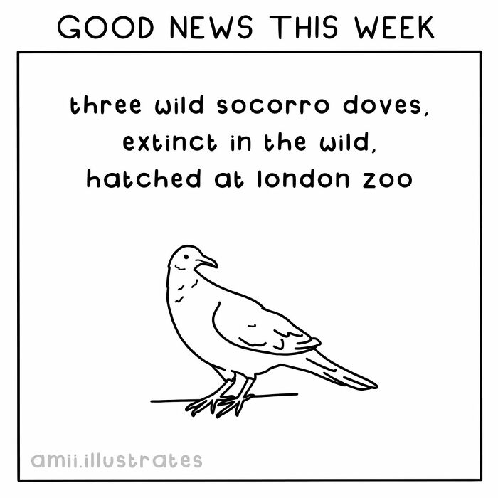 Illustration showing positive news about three wild Socorro doves, extinct in the wild, hatched at London Zoo.
