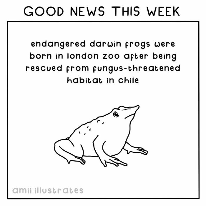 Illustration of a Darwin frog with positive news about endangered frogs rescued and born in London zoo this year.