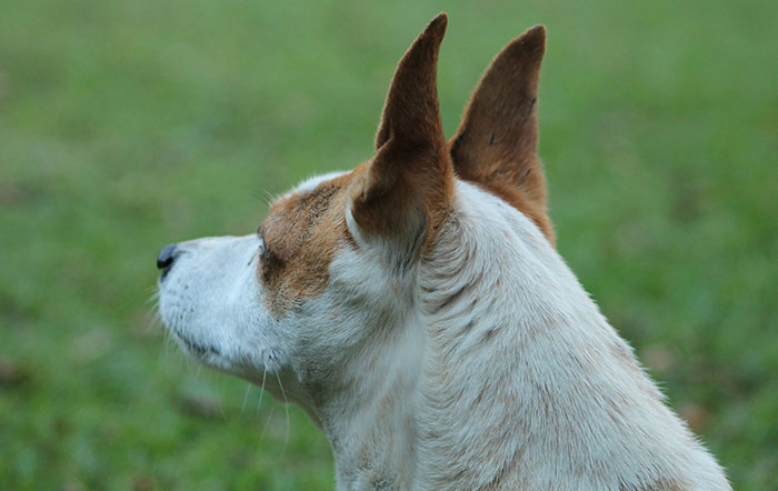 Side profile of a dog attentively looking away, symbolizing the importance of trusting instincts in uncertain situations.