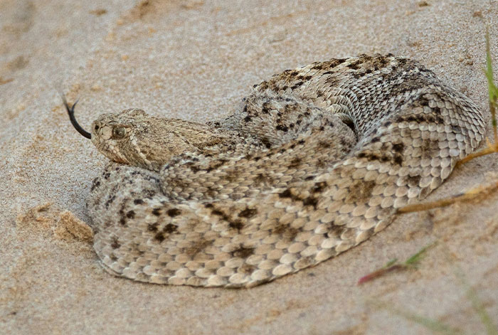 Close-up of a coiled rattlesnake on sandy ground, illustrating a moment where instincts are crucial for safety.