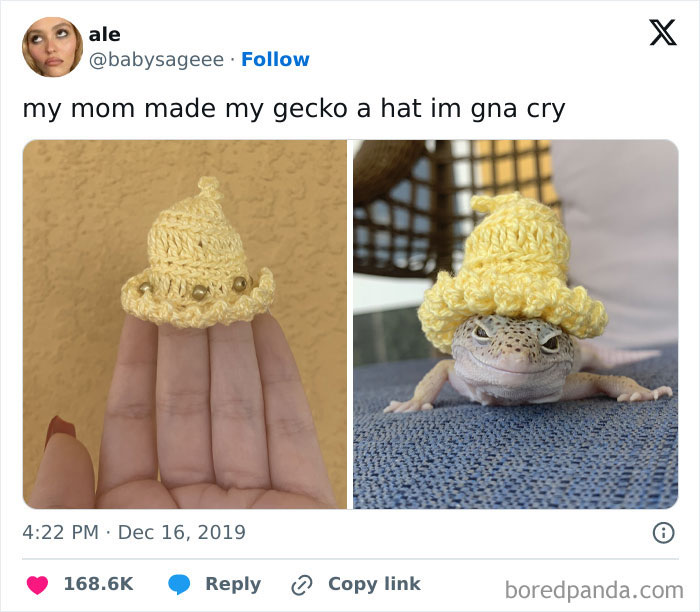 A handmade yellow crocheted hat for a gecko, showcasing one of the funniest parents ever with creative pet accessories.