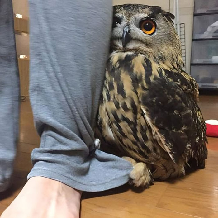 Owl trying to hide behind a person's gray pants leg but clearly visible, showcasing pets who tried hiding poorly.