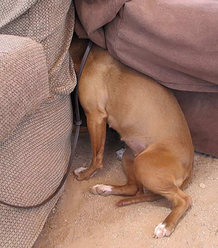 Dog partially hidden between couch cushions and furniture, one of the pets who tried hiding but did a ridiculously bad job
