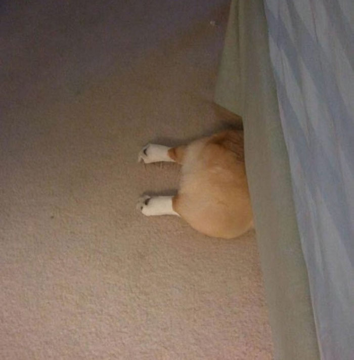 A pet attempting hiding but visible with feet sticking out from under the bed in a funny failed hiding spot.