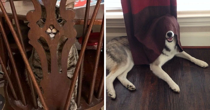 50 Pets Who Thought They Were Ninjas But Ended Up Just Being Derps (New Pics)