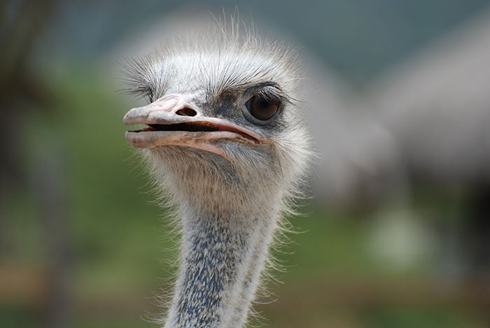 Close-up of a curious ostrich head capturing a weird and iconic bruh moment in nature’s history.