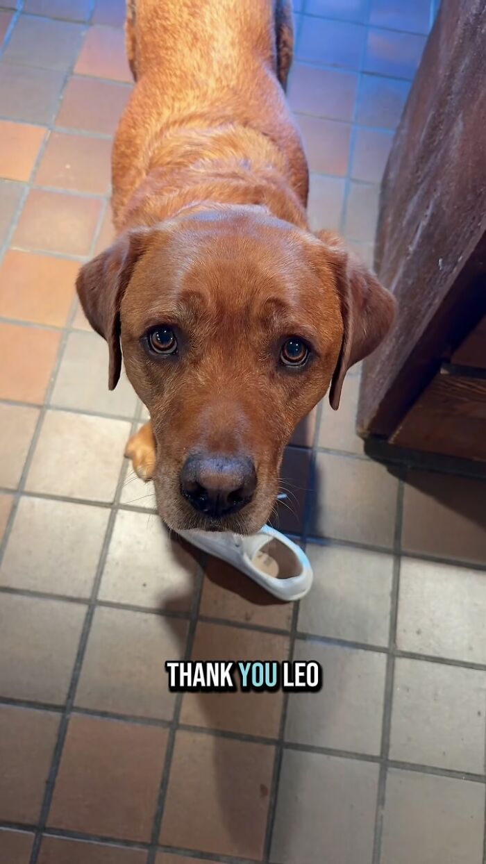 Brown dog rejected from service dog training holding a random item, bringing joy to his owner indoors on tiled floor. Brown dog rejected from service dog training holding a random item, bringing joy to his owner indoors on tiled floor.