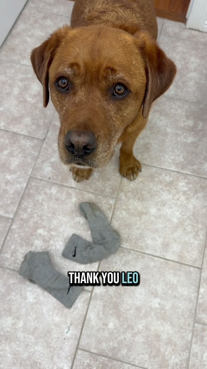 Brown dog showing a pair of gray socks on the floor, symbolizing rejected service dog training and joy with owner. Brown dog showing a pair of gray socks on the floor, symbolizing rejected service dog training and joy with owner.