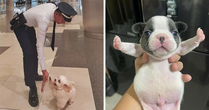 50 Hilarious Dog Moments Caught On Camera, As Shared By “Important Animal Images” (New Pics)