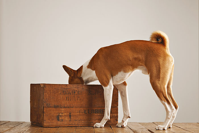 Basenji dog with head inside a wooden crate on a wooden floor, illustrating daily dose of useless yet fascinating knowledge.