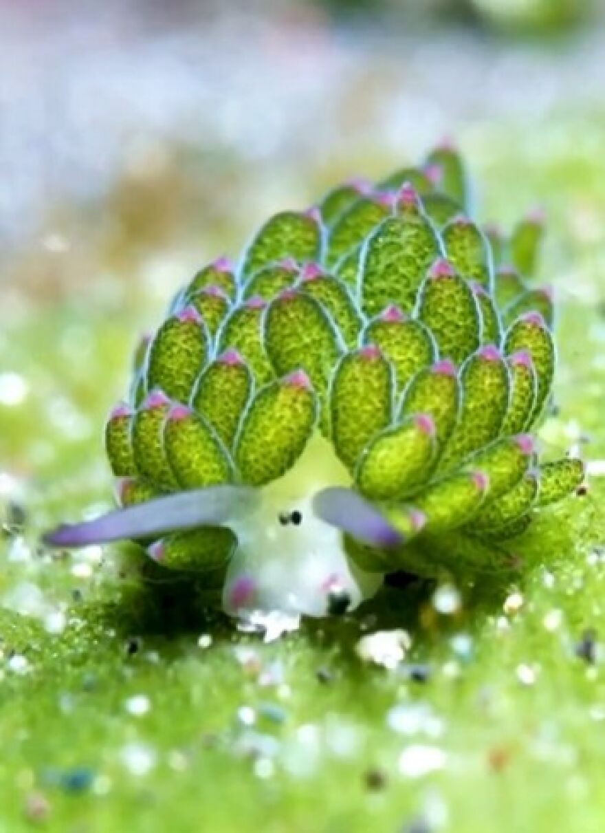 Close-up of a green sea slug with leaf-like appendages, an interesting animal unlike the tiger quoll.