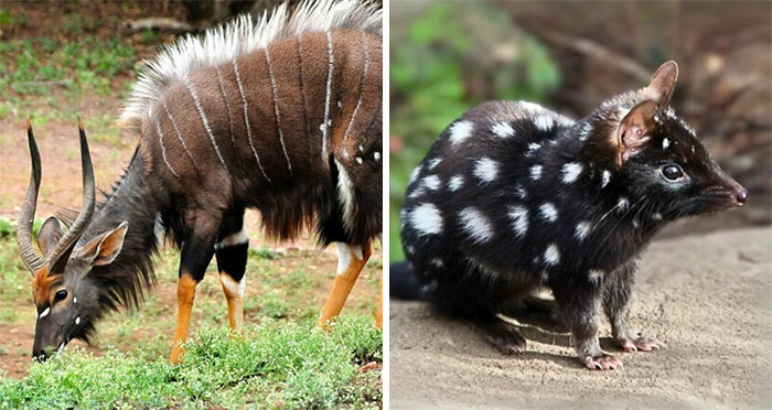 People Are Sharing The Most Unique, Strange And Unbelievable Animals That Actually Exist