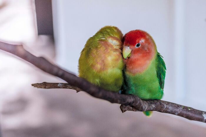 Two colorful pet lovebirds cuddling closely on a branch, illustrating warnings before getting this type of pet.