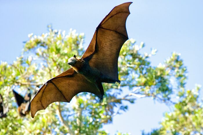 Large bat flying in daylight near green trees, an unusual sight sewer workers sometimes encounter while working down there.