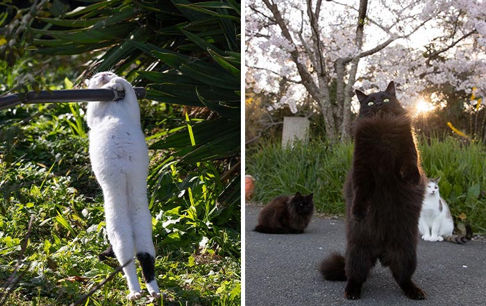 Estas 50 fotos de Masayuki Oki nos cuentan cómo es la vida de los gatos callejeros de Tokio