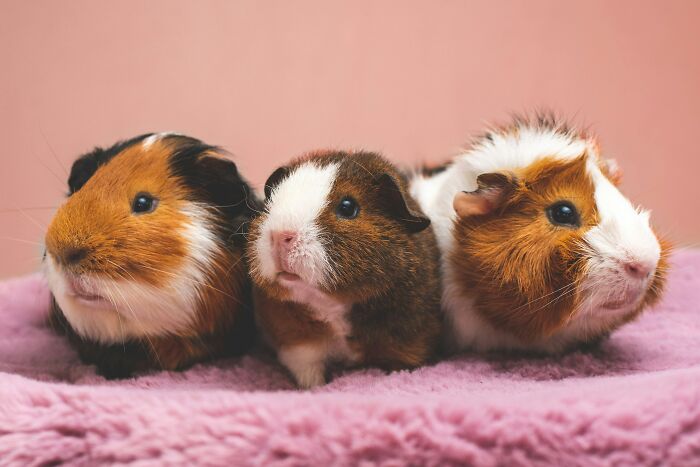 Three guinea pigs with mixed brown, white, and black fur sitting on a soft pink blanket, pet care advice concept.