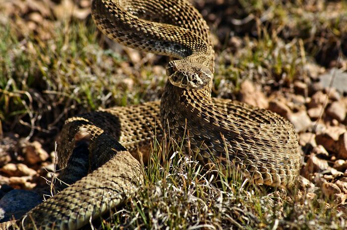 Rattlesnake coiled and rattling on dry grass, capturing a creepy encounter while alone in the woods.