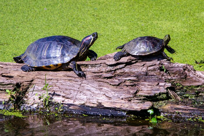 Two turtles basking on a log in a pond covered with green algae, illustrating pet care and warning tips.