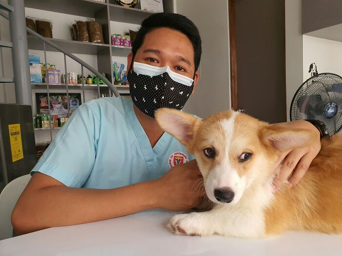 Veterinarian wearing mask with a corgi puppy on the table, illustrating pet care advice and warnings.