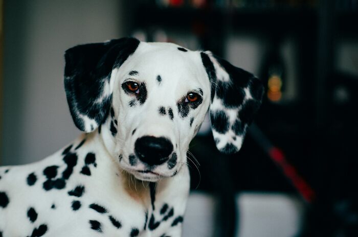 Dalmatian dog with black spots looking at the camera indoors, highlighting pet care and ownership warnings.