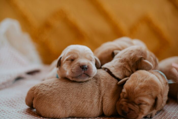 Three sleeping puppies cuddled together on a soft blanket, illustrating comfort in a relaxed setting for overhyped products.