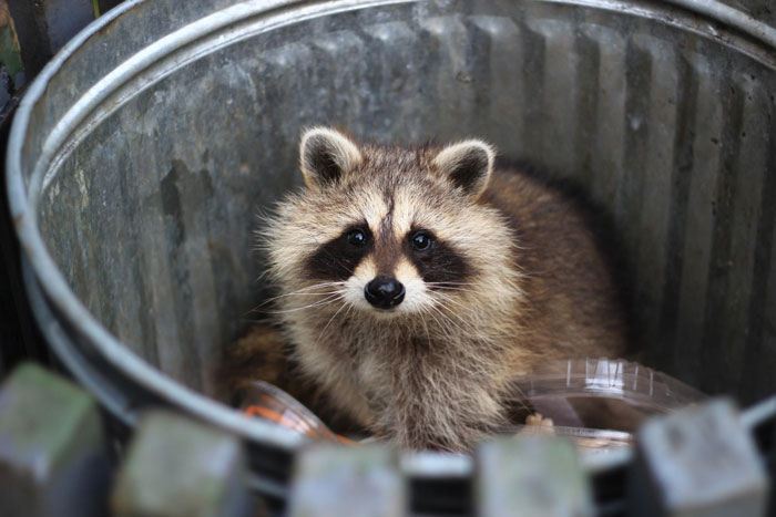 Raccoon inside a metal garbage bin investigating trash, illustrating common wildlife encounters with neighborhood bins. Raccoon inside a metal garbage bin investigating trash, illustrating common wildlife encounters with neighborhood bins.