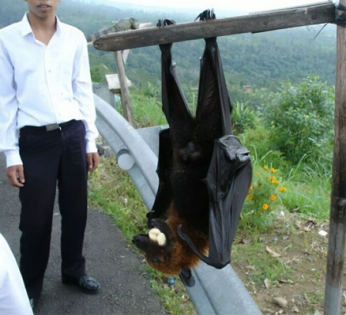 Large giant bat hanging upside down near a person outdoors showcasing incredible giant animals in nature.