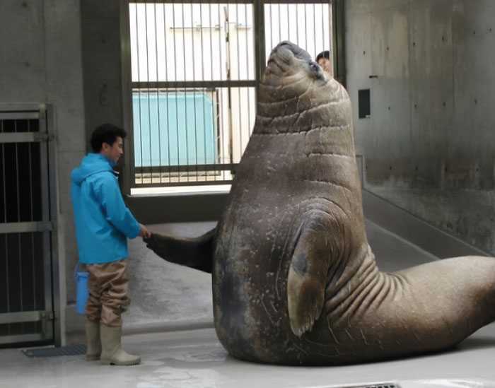 A giant sea lion shaking hands with a person in a blue jacket inside an indoor enclosure showing giant animals.