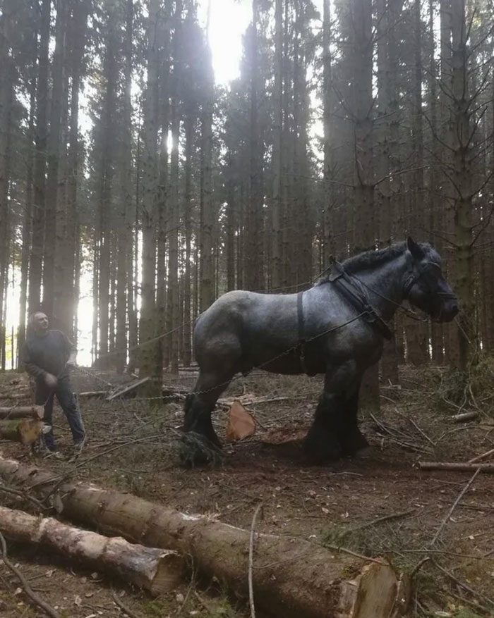 Giant horse in a forest with a person, showcasing one of the largest animals so giant it’s hard to believe they are real.