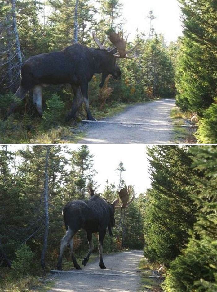 Giant moose walking across a forest trail surrounded by tall trees, showcasing one of the largest animals in nature.