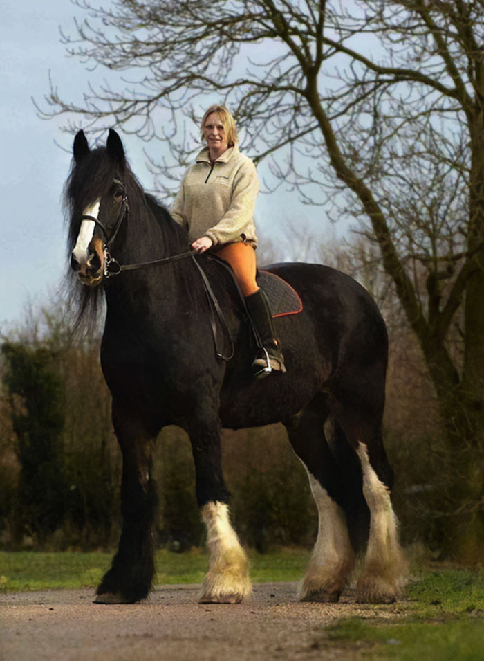 Woman riding a giant black horse with white feathering on legs on a rural path, showcasing giant animals in nature.