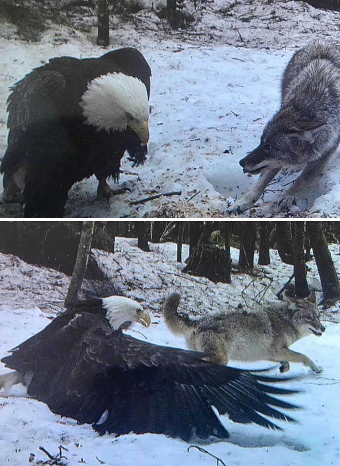 Giant bald eagle and wolf interacting in snowy forest, showcasing animals so giant it’s hard to believe they are real.