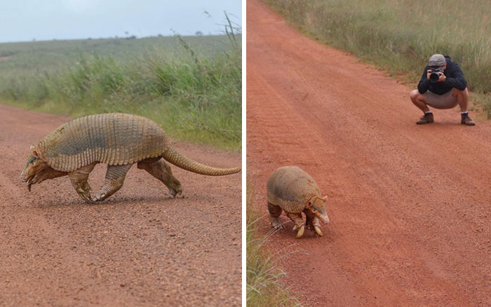 Large armadillo walking on dirt road next to a photographer capturing images of giant animals in nature.