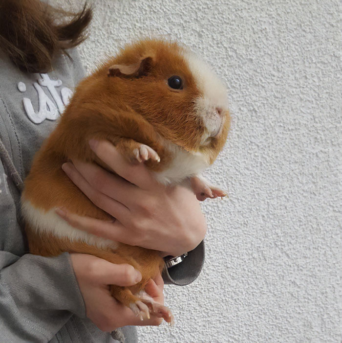 A person holding a giant guinea pig, one of the animals so giant it’s hard to believe they are real.