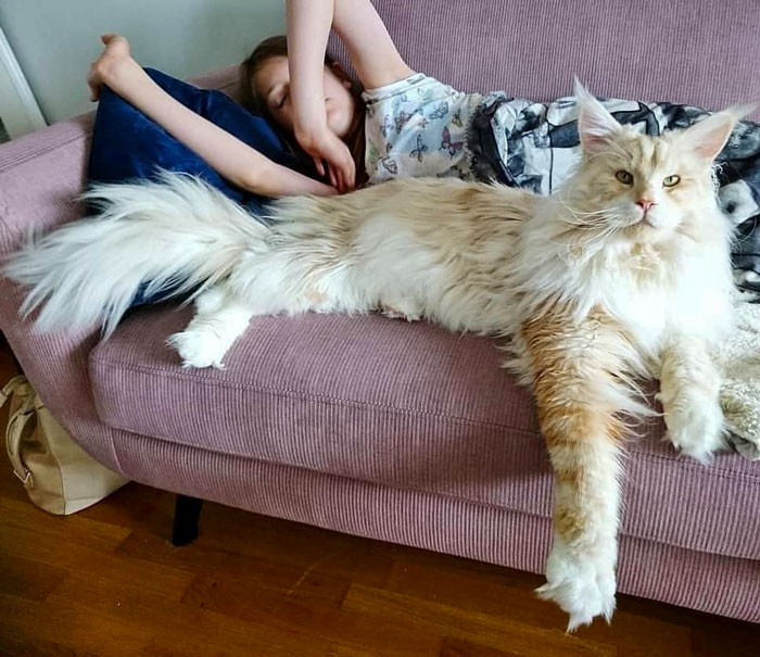Giant fluffy Maine C**n cat lying on a couch next to a child, showcasing one of the giant animals hard to believe are real.