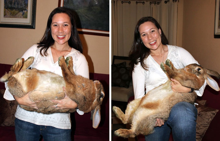 Woman holding a giant rabbit indoors, showcasing one of the largest animals so giant it’s hard to believe they are real.