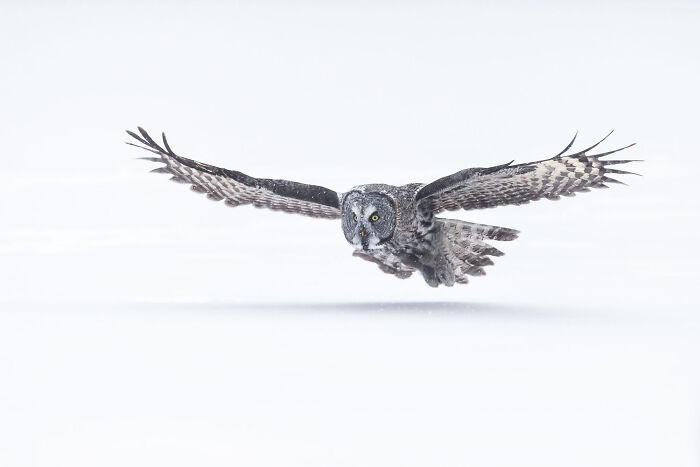 Great gray owl in flight over a snowy landscape captured in stunning wildlife and nature shots by Andrea Zampatti