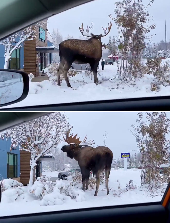 A giant moose standing in a snowy parking lot near buildings, clearly showing its large size and impressive antlers.