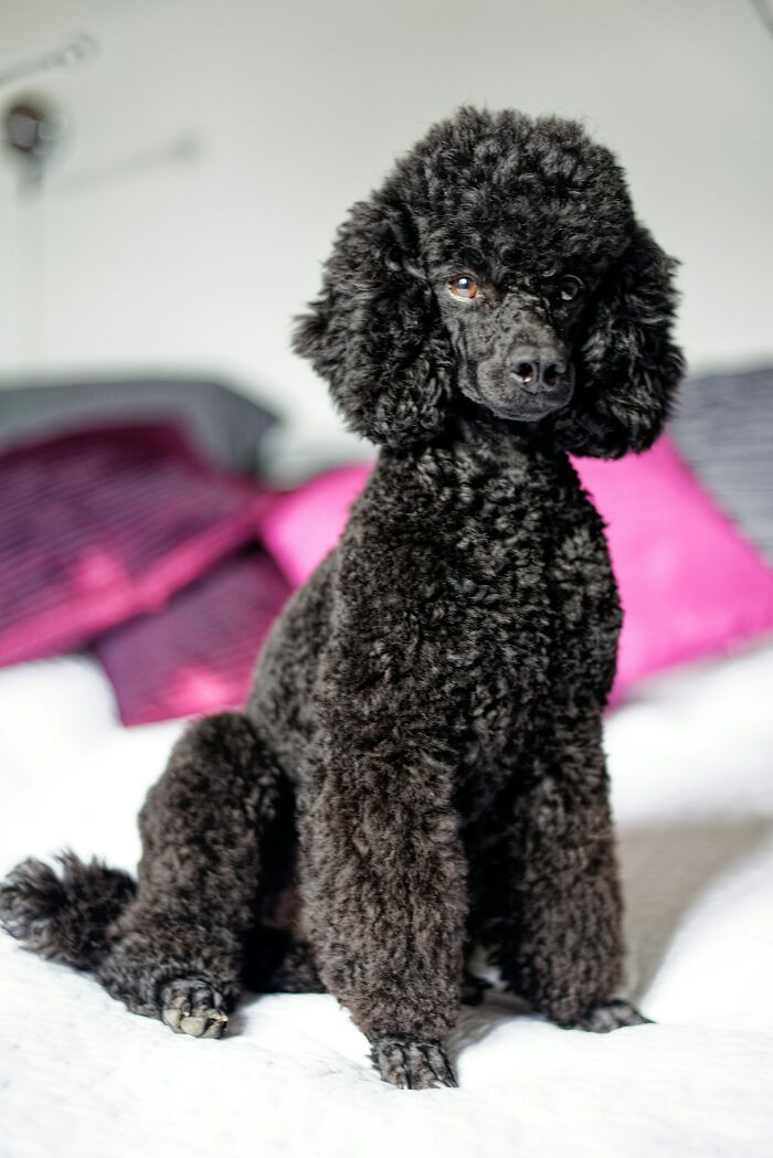 Black poodle sitting on a bed with colorful pillows, showcasing a real life moment more interesting and bizarre than fiction.